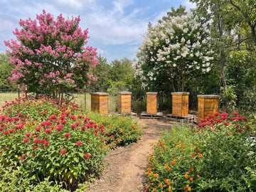 Five wooden beehives stand in a row within a vibrant garden under a partly cloudy sky. A dirt pathway winds through lush beds of blooming red bee balm and orange lantana flowers in the foreground. In the background, a brilliant pink crepe myrtle tree on the left and a white crepe myrtle tree on the right frame the apiary, backed by a line of green trees.